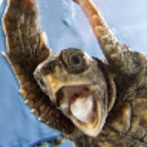 Meet your Posher, Gail